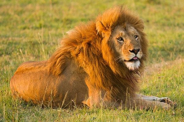 13. "Güney Afrika'da hayvanlar nerede diye sormayın, sokaklarda yürüyen aslanlarımız yok, Amerika'da vahşi yaşamla karşılaşma olasılığınız daha yüksek."