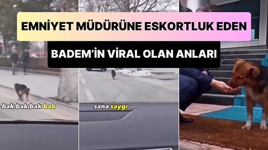 Emniyet Müdürü Her Geçtiğinde Aracın Yanında Koşarak Eskortluk Yapan Badem İsimli Köpek