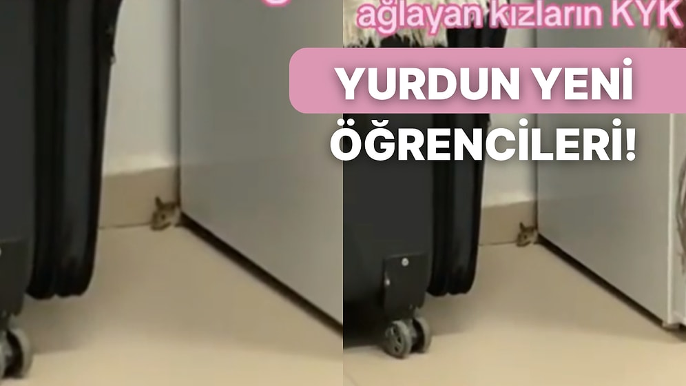 KYK Yurdunun Meşhur Böceklerinden Sonra Ekibe Yeni Üyeler Eklendi!