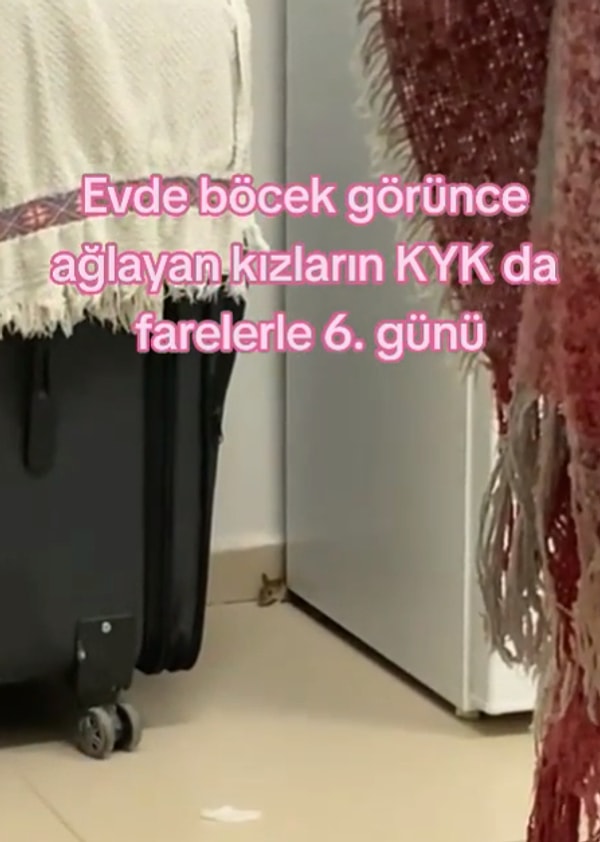 Farenin odada gezdiği video TikTok'ta paylaşıldıktan kısa süre sonra viral oldu.