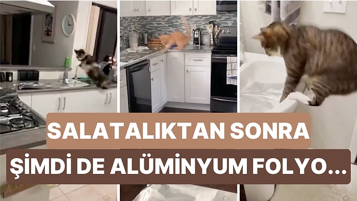 Kedilerin Alüminyum Folyodan Koktuğu Söylentilerinin Ardından Kedi Sahipleri Bunu da Bir Akıma Dönüştürdü