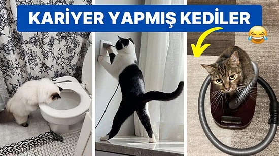 Kedilerinin Gizli Mesleklerini İfşa Ederek Kahkaha Tufanına Sebep Olan 17 Kedi Sahibi