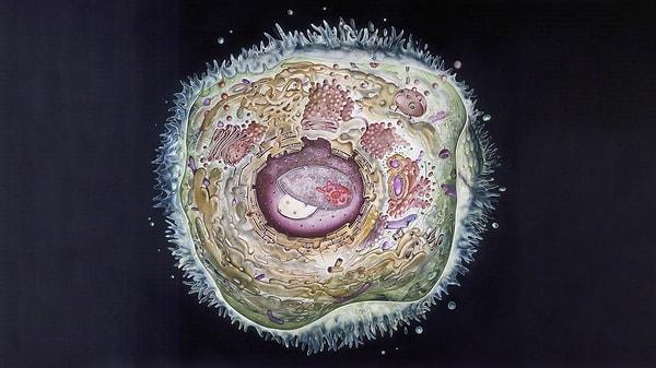 "Vücudumuzda, çok küçük hücrelerin toplam kütlesi kadar, çok büyük hücrelerin ve aradaki tüm hücre boyutlarının toplam kütlesi var."