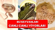 Bu Listeye Bakmak Sağlam Mide Gerektirir: Değişik Kültürlerde Canlı Canlı Yenilen 6 Hayvan