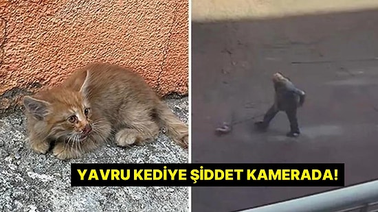 Yavru Kediyi Paspasla Sürükleyip Çöpe Attı: Şiddet Anı Kamerada