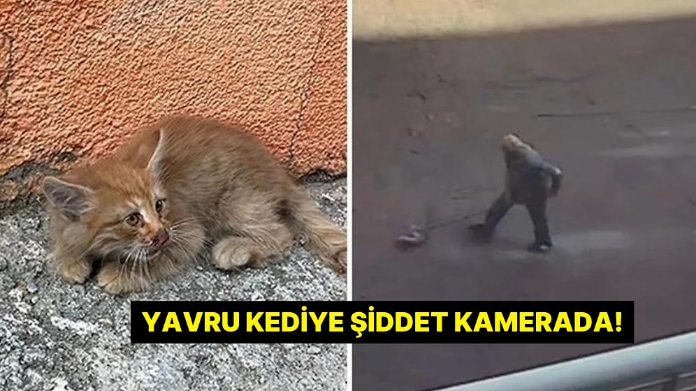 Yavru Kediyi Paspasla Sürükleyip Çöpe Attı: Şiddet Anı Kamerada