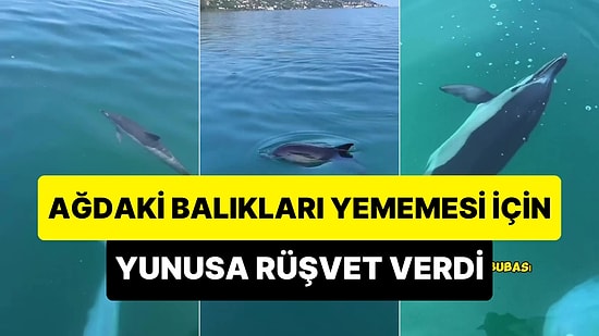 Ağdaki Balıkları Yememesi İçin Yunusa Rüşvet Veren Karadenizli Balıkçı