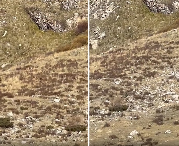 Shannon ve Stetson Parker çifti tarafından görüntülenen ve 'kocaayak' olduğu iddia edilen canlı sosyal medyada tartışma yarattı.