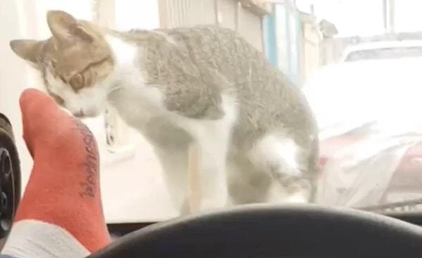 Bir arabanın üzerine çıkan kedi, arabanın içinde birini görünce oyun oynamak istedi.