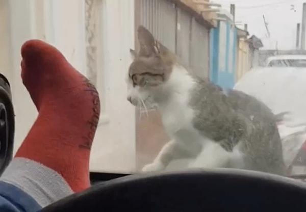 Arabanın içindeki kişi, kediyi korkutarak o anları kaydetmeye başladı.