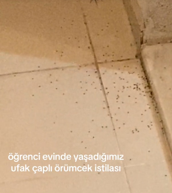 Yere düşen örümceğin içinden birçok yavrusu çıktı ve etrafa yayılmaya başladı.