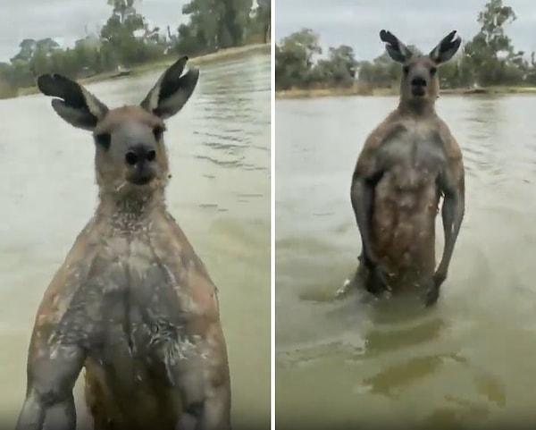 Üzerine doğru gelen adama hamle yapan kanguru, adama vurarak kameranın suya düşmesine neden oldu.