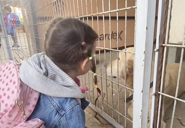 Bir okul çocukları hayvan sevgisiyle tanıştırmak için bahçelerinde birkaç köpeğe yuva olmuş.