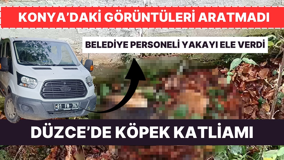 Düzce'de Köpek Katliamı: Belediye Personeli Suçüstü Yakalandı