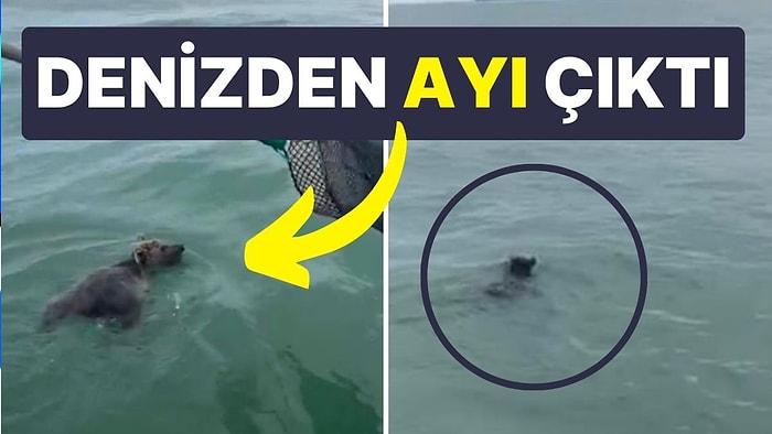 Giresun'da Balık Yakalamak İçin Denize Açılan Balıkçılar Denizde 'Ayı' Buldu, Ağlarıyla Yakaladı!
