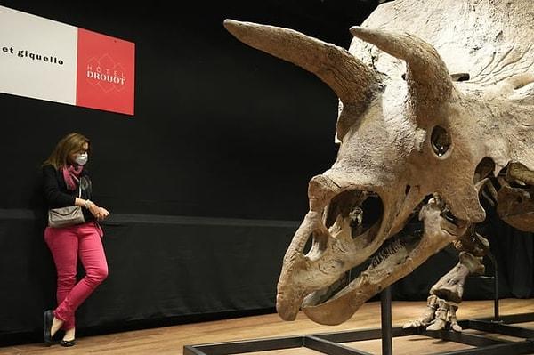 14. Bugüne kadar bulunan en büyük Triceratops fosili, "Big John"👇