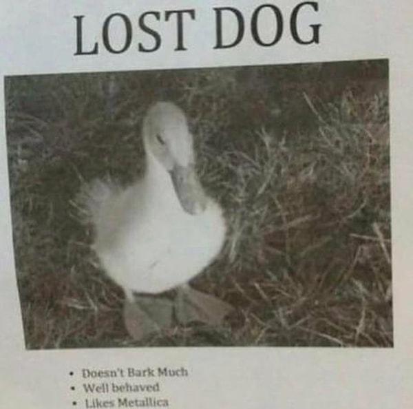2. "Kayıp köpek"