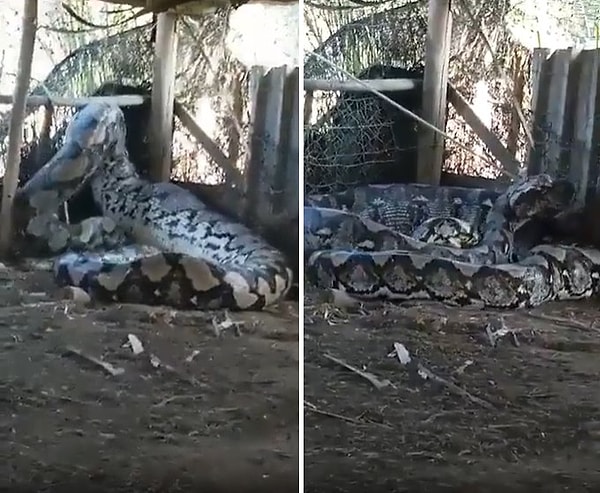 Zorlukla yakalanan ve başından ip ile bağlanan anakondanın o devasa görüntüsünü izlerken tüyleriniz diken diken olacak.