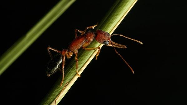 2. Hint Zıplayan Karıncası Schmidt Acı Endeksinde 1 puanla dururken bu karınca ile ilgili en ilgi çekici özellik beynini küçültüp büyütebilmesidir.