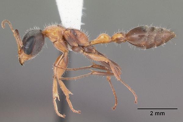 3. Meksika Dal Karıncası bazı durumlarda insanların kıyafetlerinin içine girip ve çıkana kadar o kişiyi sokmaya devam eder. Sokulmanın verdiği acı diğer küçük karıncalara kıyasla daha uzun sürer.