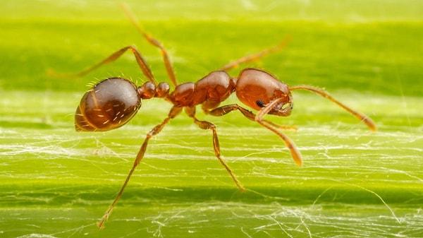 4. Kırmızı Ateş Karıncası sokması, otuz dakikadan bir saate kadar süren küçük, kaşıntılı şişliklere neden olur. Sokmanın ardından küçük içi dolu kabarcıklar oluşur ve bunlar birkaç gün orada kalır.