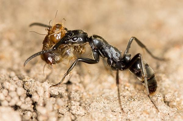 9. Matabele Karıncaları büyük sürüler halinde hareket ettikleri için birkaç sokulmadan sonra insanı günlerce süren acılar içinde bırakabilir.
