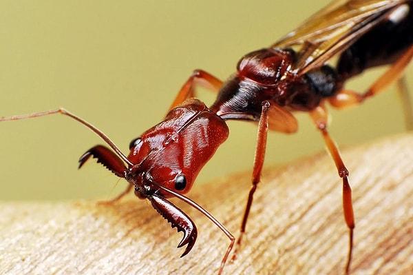 13. Kıskaç Çeneli Karınca olarak bilinen bu karınca türü kıskaç görevi gören çeneleriyle insanları defalarca sokabilir ve unutulmayacak acılara sebep olabilir.