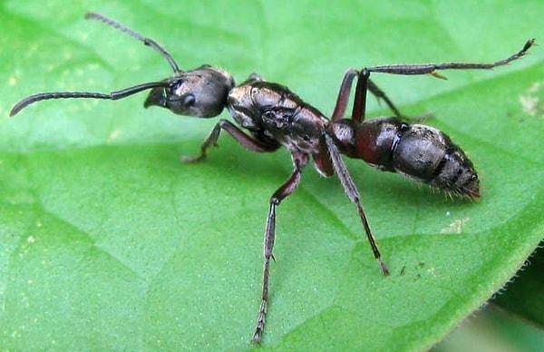 14. Tüylü Panter Karıncası sokması ciltte on dakikayı aşan yanıklara sebep olur ve bu yanıkların verdiği acı büyük ölçüdedir.