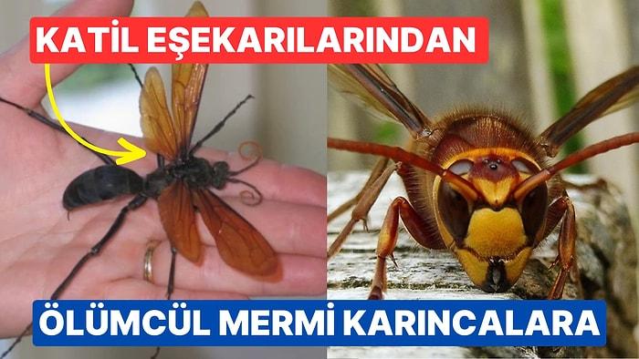 Isırıkları ile Görülmemiş Bir Acıya Sebep Olan Dünyanın En Tehlikeli 25 Böceği