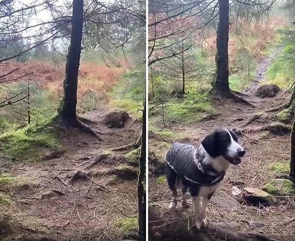 İskoçya'da yaşayan David Nungent-Malone, köpeği ile birlikte ormanda gezintiye çıktığı sırada toprağın deniz gibi dalgalandığı anları kaydetti.