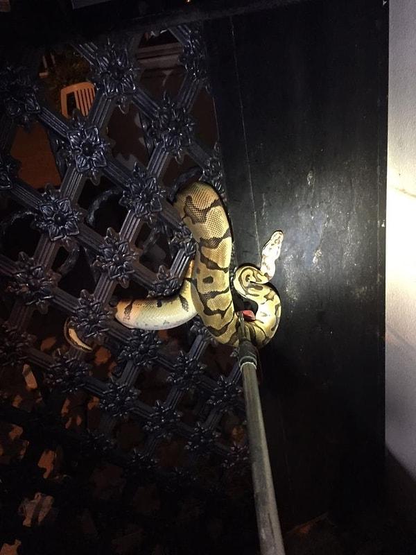 Delikli demir kapıya kahverengi renkte ve yaklaşık 1,5 metre uzunluğunda bir yılanın dolandığını gören vatandaşlar durumu 112 Acil Çağrı Merkezi’ne bildirdi.