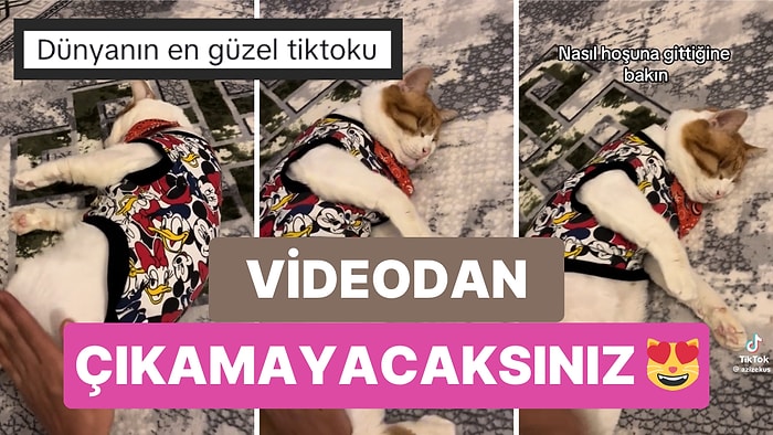 Kendisini Sevdirmek İçin Sahibinin Yönlendirmelerini Takip Eden Görme Engelli Kedinin Kalpleri Isıtan Anları