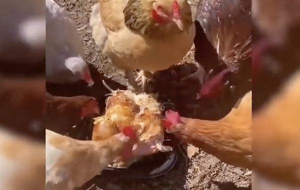 Tavukların önlerine konan kızarmış tavuğu büyük bir iştahla yediği görüntüler sosyal medyada viral oldu.