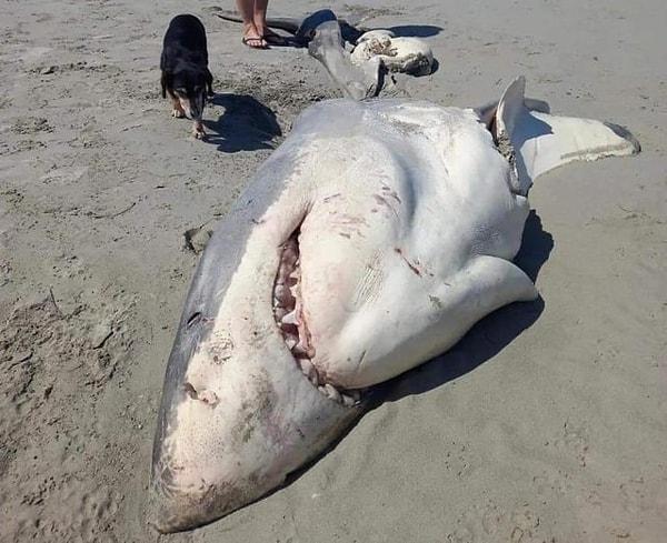 1. Karaya vurmuş gövdesinin yarısı olmayan zavallı bir köpekbalığı: