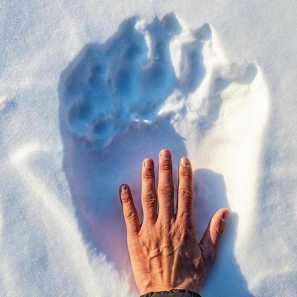 9. İnsan eli ve kutup ayısı patisi arasındaki fark: