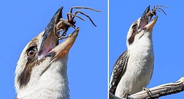 10. Çerez yiyen bir kookaburra kuşu: