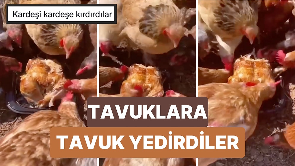 Bir Çiftlikteki Tavuklara Kızarmış Tavuk Yedirdikleri Anlar Gündem Oldu