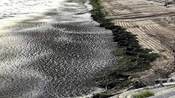 Marmara Denizi'nde Salı gününden itibaren etkili olan lodosun nedeniyle Avcılar sahilinin bir bölümü yosunlarla kaplandı.