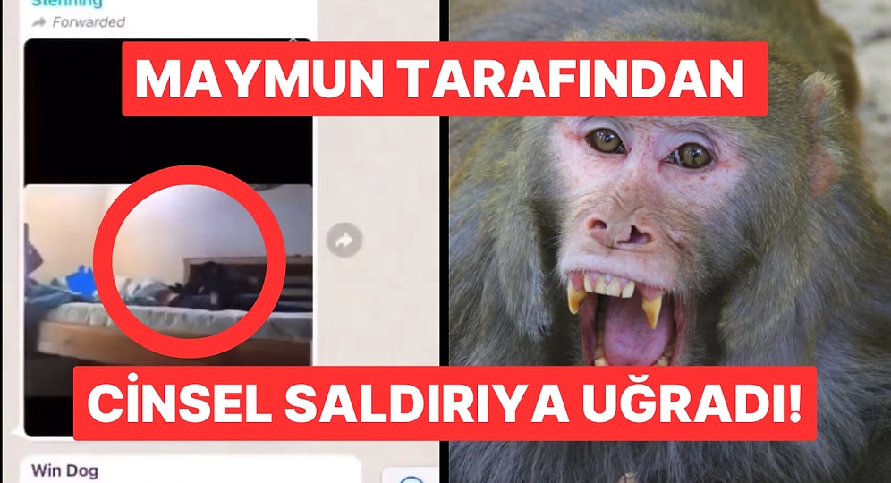 İngiliz Turiste Cinsel Saldırıda Bulunan Maymun Kameralara Yakalandı!