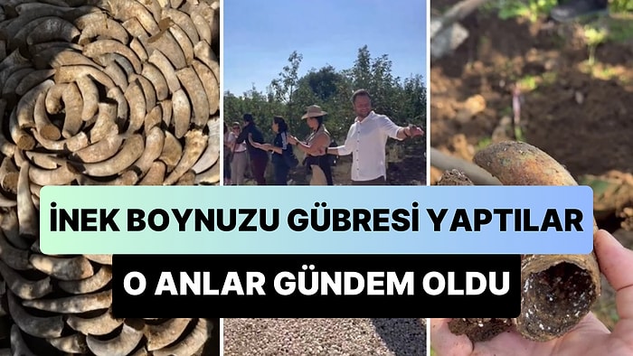 İnek Boynuzu Gübresi Yapan İnsanların Sosyal Medyada Gündem Olan Görüntüleri