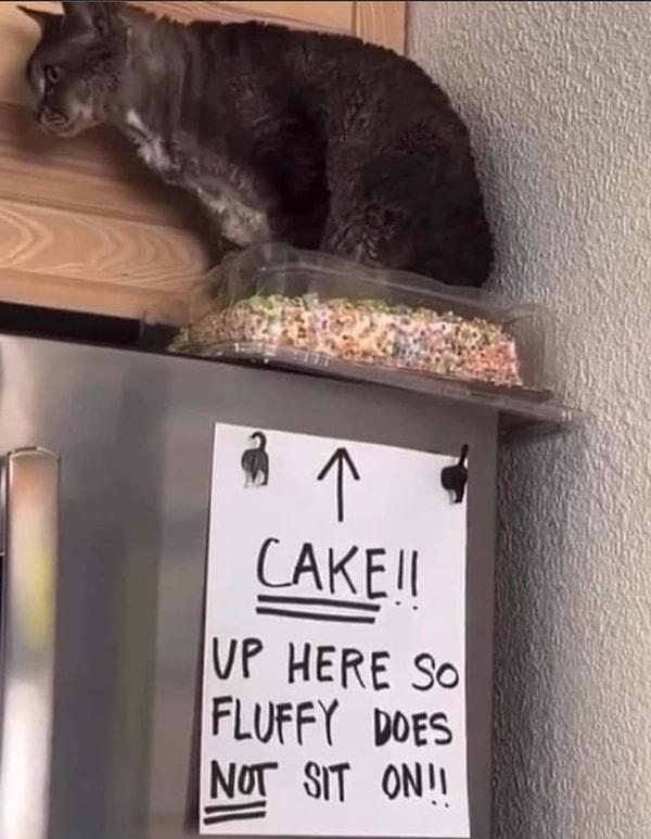 3. "Burada kek var! Fluffy oturmasın lütfen."