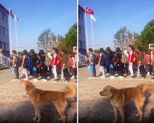 Bir okulun önünde kaydedilen ve köpeğin İstiklal Marşı'na eşlik ettiği anlar ise sosyal medyada viral oldu.