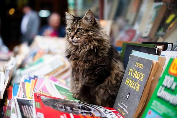 Biliyorsunuz İstanbul tam bir kedi şehri. Yalnızca sokakta yürürken bile onlarca kediyle karşılaşmanız mümkün.