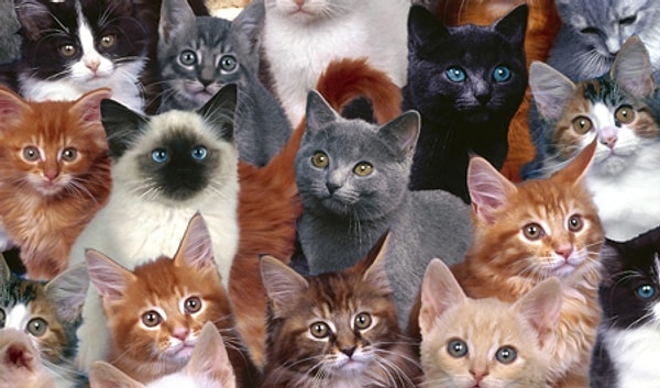 Twitter'da kullanıcılar kedilerinin bayram kutlamasından görüntülerini paylaştı. Birbirinden sevimli canlarımızın fotoğrafları hepimizi gülümsetmeyi başardı.
