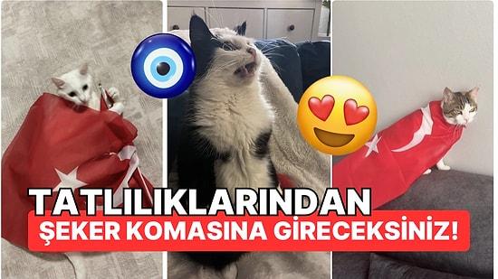 Cumhuriyet'in 100'üncü Yılına "Laik Atak Geçiren Kedilerin" Kutlama Görüntüleri Damgasını Vurdu!