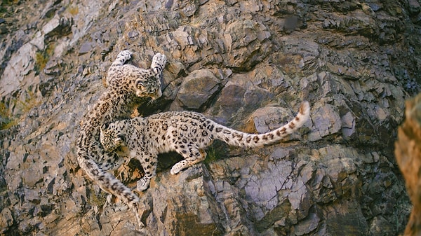 1. Leopar