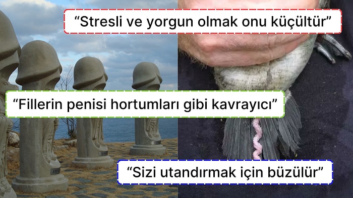 Erkek Üreme Organı Penis Hakkında Yapılan Eğlenceli Yorumları Paylaşan Kullanıcılar