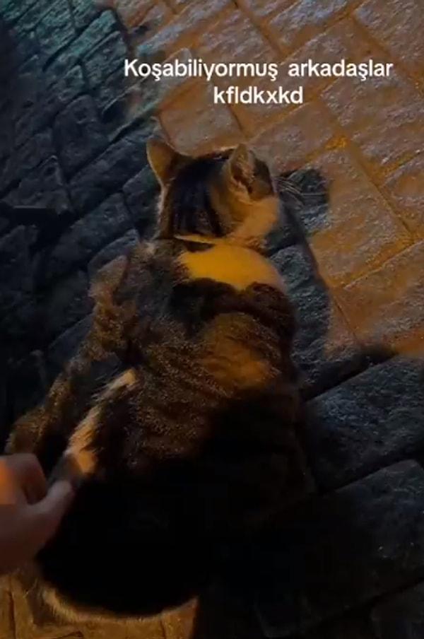 İstanbul'da Beşiktaş taraflarına gidenlerin sık sık gördüğü bu tatlı kedi olması gerektiğinden fazla bir kiloya sahip olduğu için sosyal medyada viral oldu.
