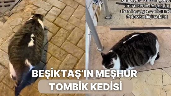Son Zamanların En Popüler ve En Çok Body Shaming Yiyen Beşiktaş'ın Tatlı Kedisi