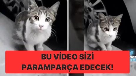Sosyal Medyada Paylaşılan Kedi Videosu Sizi Paramparça Edecek